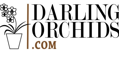 Darling Orchids
