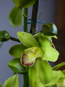 Greenguard '3727'
