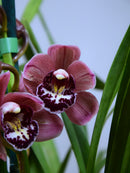 Little Sarah 'Darling Blush'