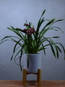 Little Sarah 'Darling Blush'