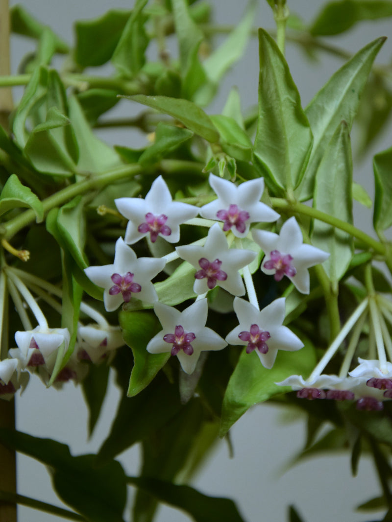 hoya bella plant Hoya 'Bella'