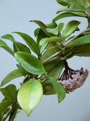 Hoya 'Carnosa' In Flower