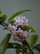 Hoya 'Carnosa' In Flower
