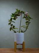 Hoya 'Carnosa' In Flower