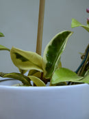 Hoya 'Carnosa' Variegata