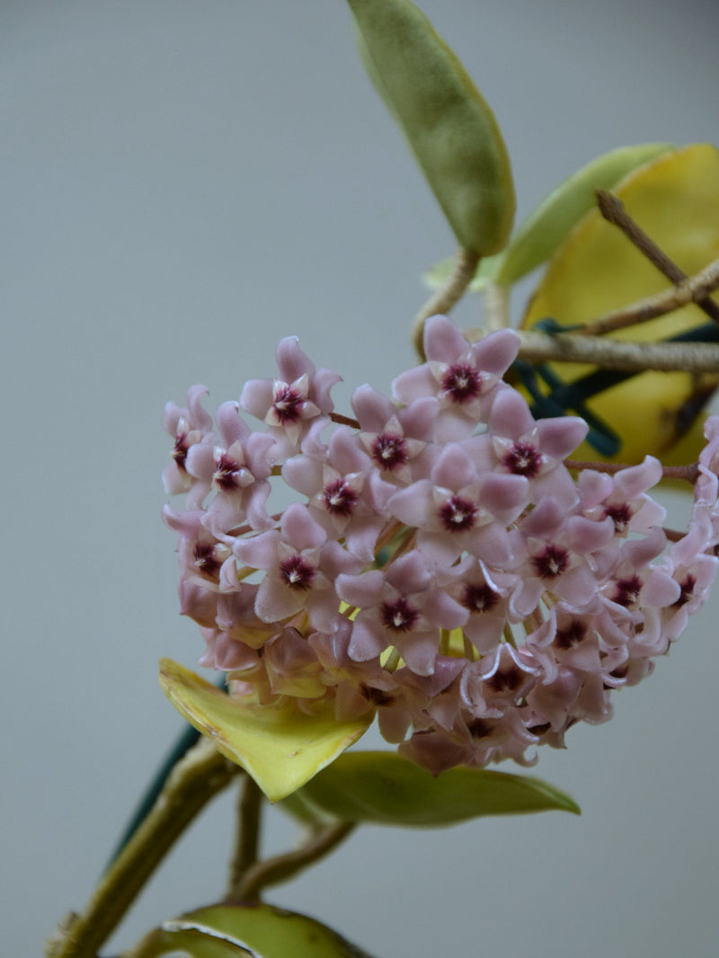 Hoya 'Carnosa' Variegata