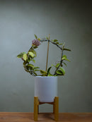 Hoya 'Carnosa' Variegata