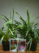 Cymbidium Collection  (orchid plant starter kit)