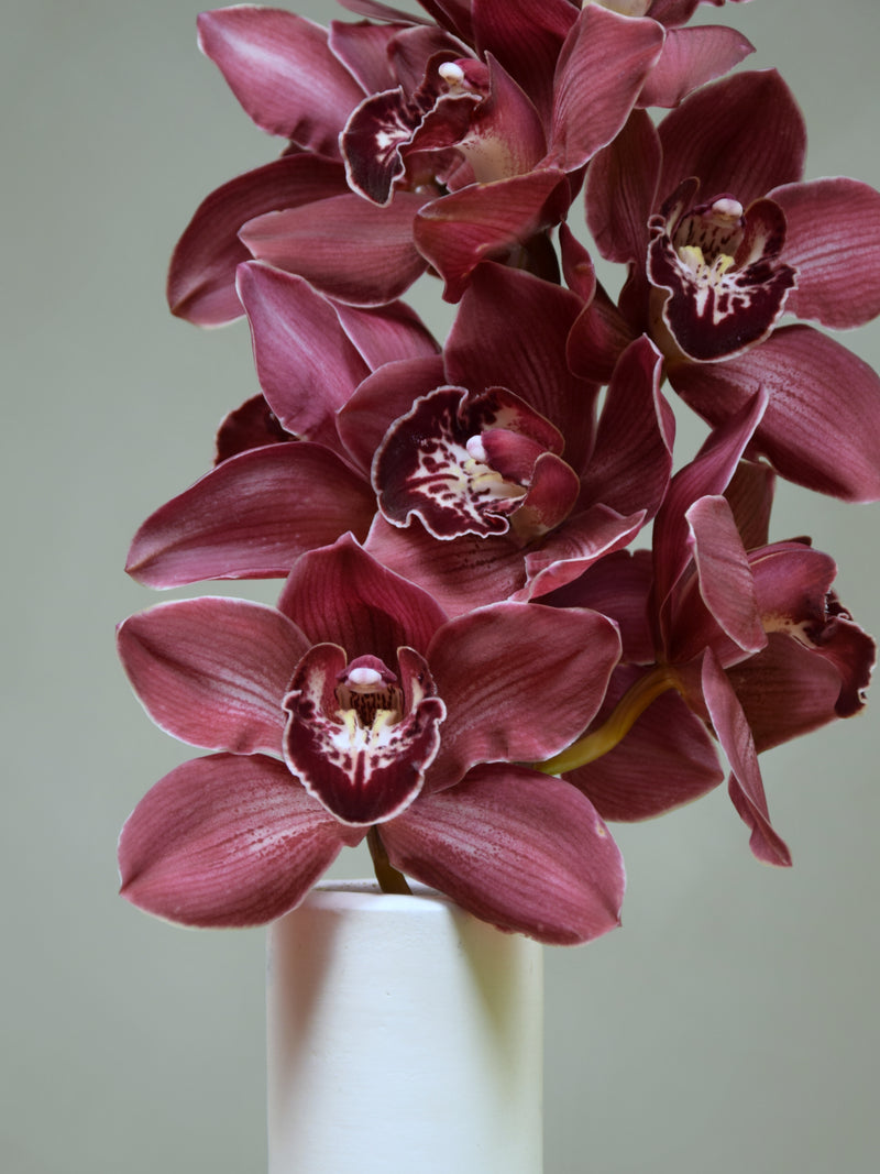 Duckitt Bicentennial 'Ruby'