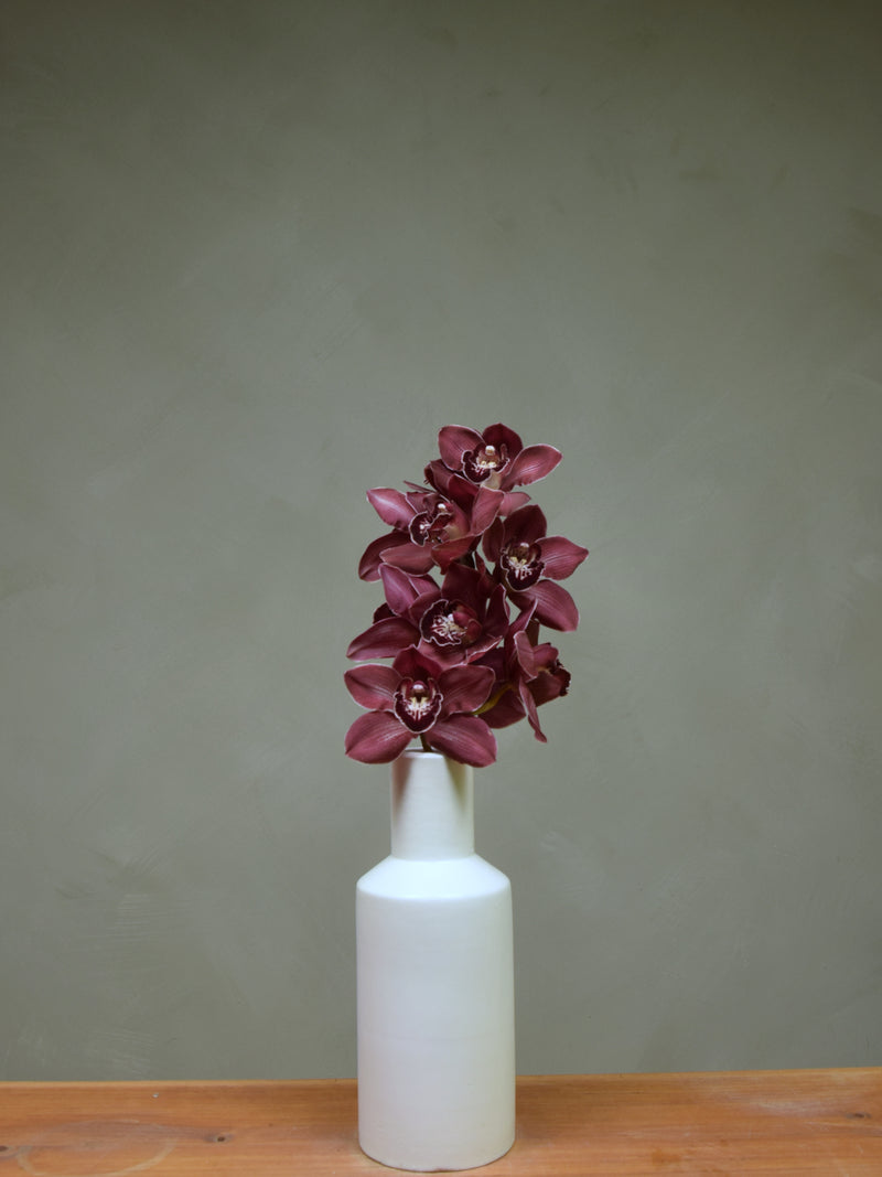 Duckitt Bicentennial 'Ruby'