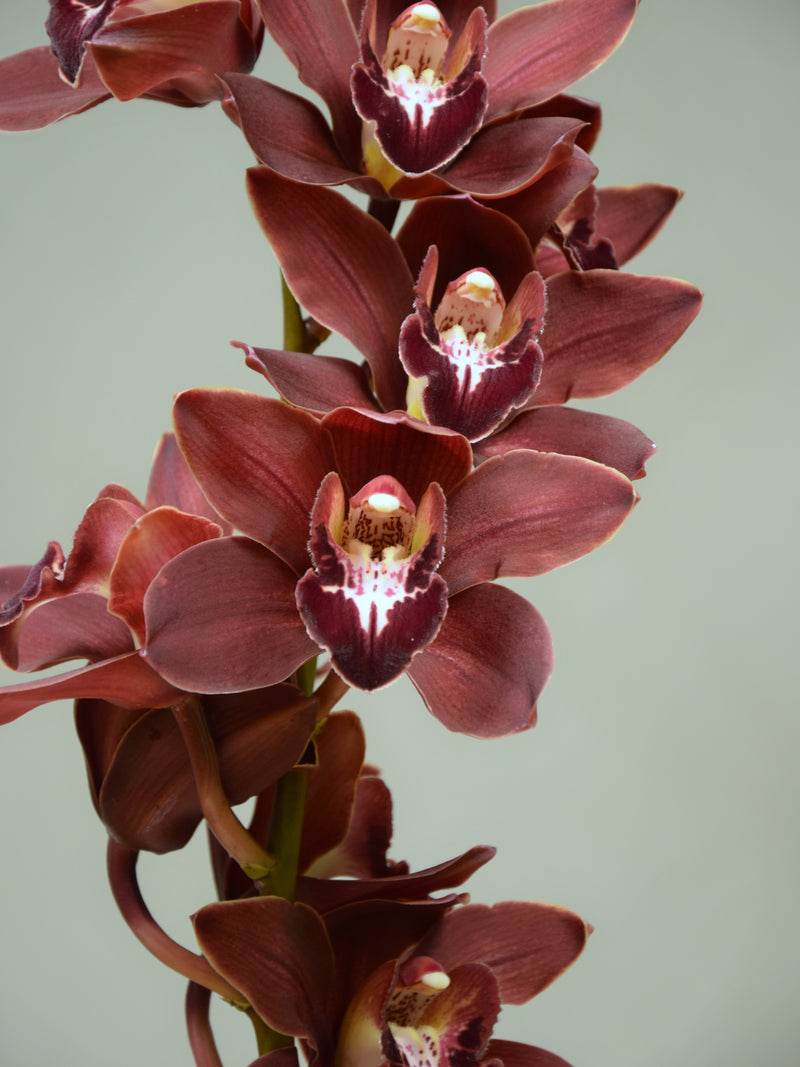 Duckitt Bicentennial 'Solid Maroon'