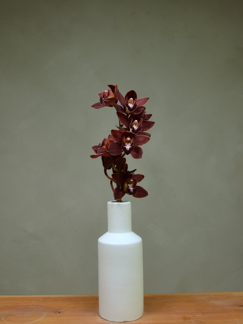 Duckitt Bicentennial 'Solid Maroon'
