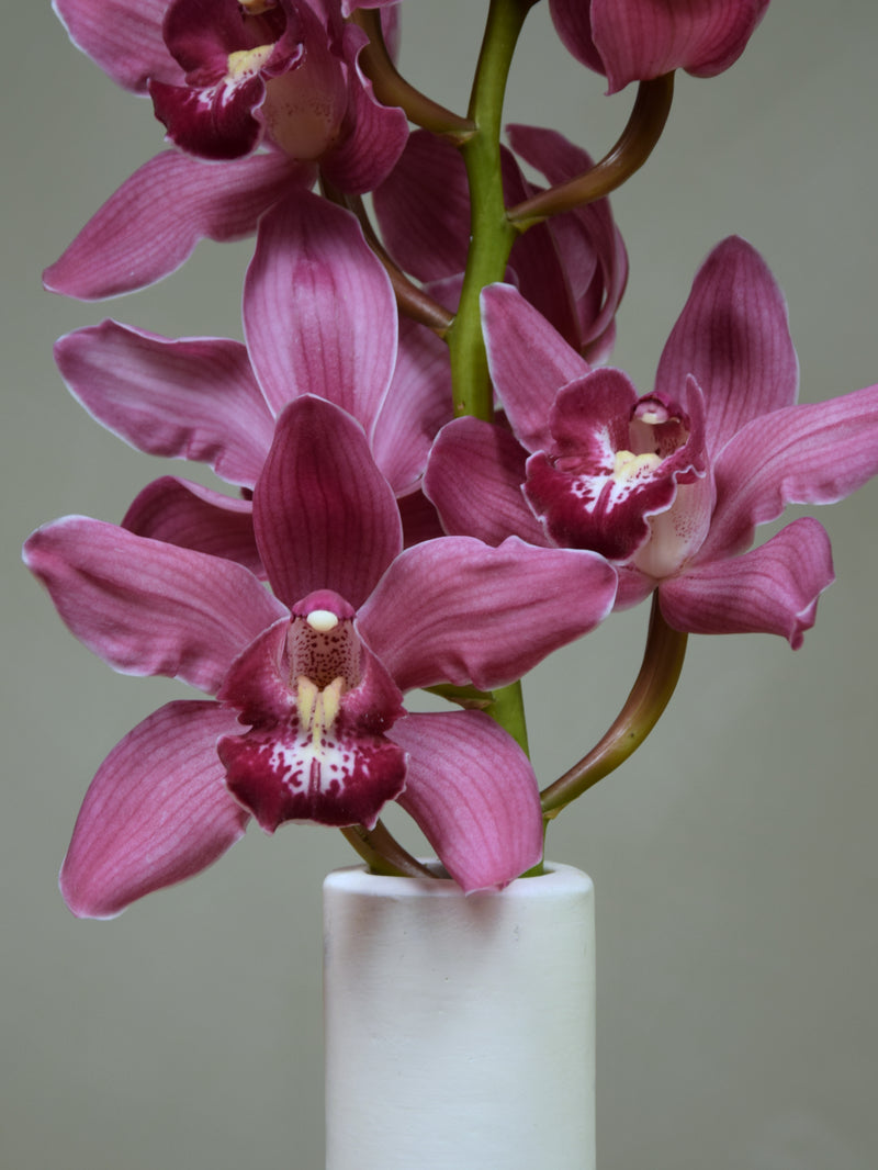 Duckitt Candy 'Magenta'