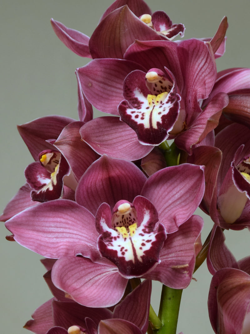 Duckitt Candy 'Darling Supreme'