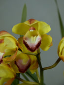 Duckitt Sunrise 'Cinnamon'