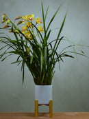 Duckitt Sunrise 'Cinnamon'