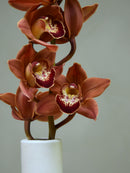 Fiery Queen 'Bright Orange'