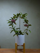 Hoya Carnosa 'Royal Hawaiian'