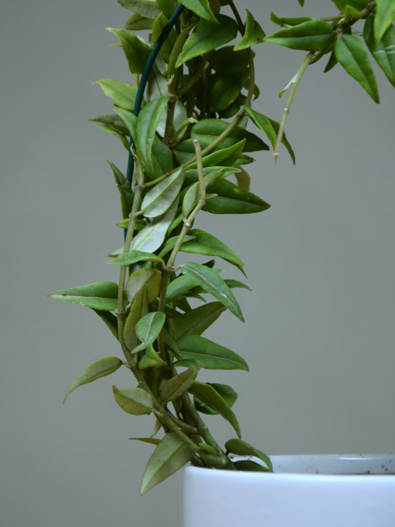 Hoya 'Bella'