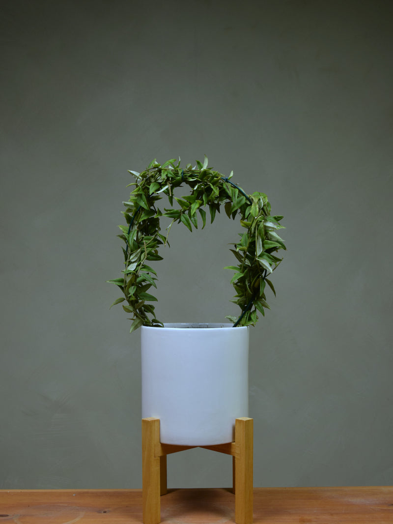 Hoya 'Bella'