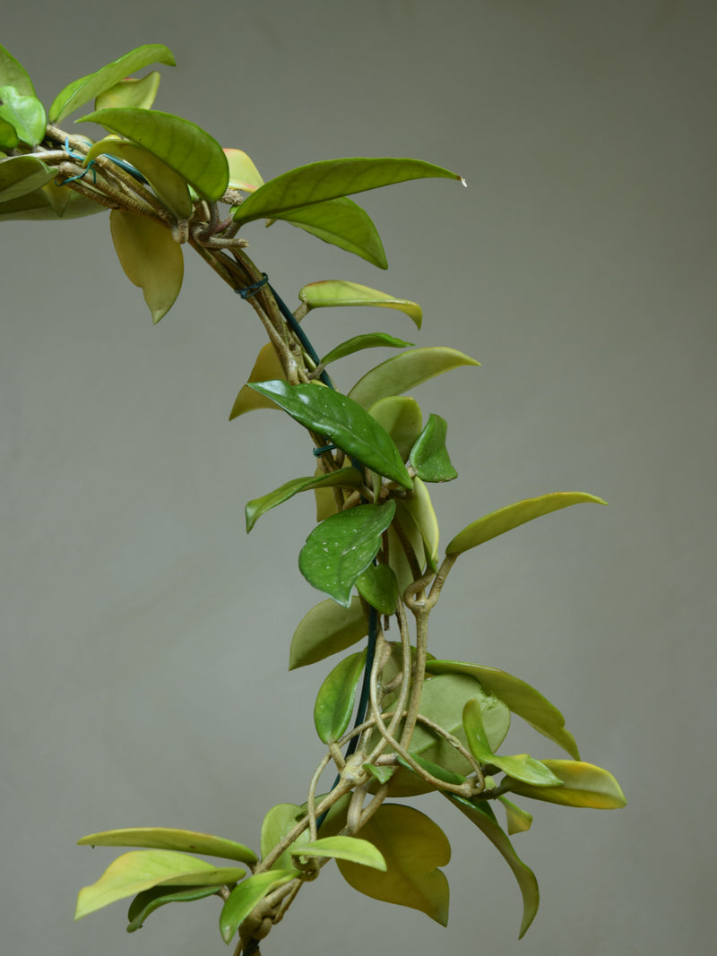 Hoya 'Carnosa'