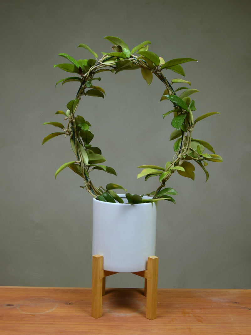 Hoya 'Carnosa'