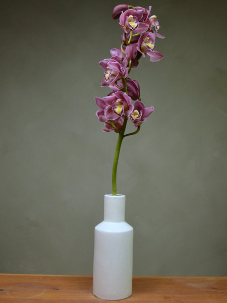 Lady Craig 'Late Beauty'