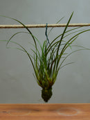 Maxillaria Tenuiflora 'Oudepost' not in flower