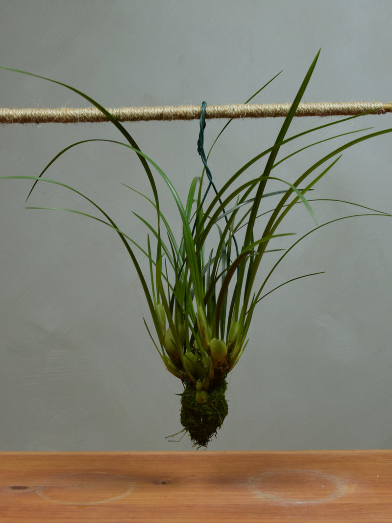 Maxillaria Tenuiflora 'Oudepost' not in flower