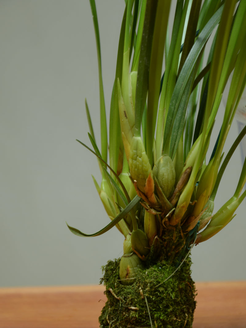 Maxillaria Tenuiflora 'Oudepost' not in flower