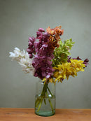 Mix Colour Cymbidium Box
