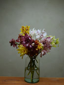 Mix Colour Cymbidium Box