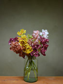 Mix Colour Cymbidium Box