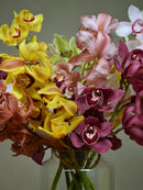 Half Mix Colour Cymbidium Box