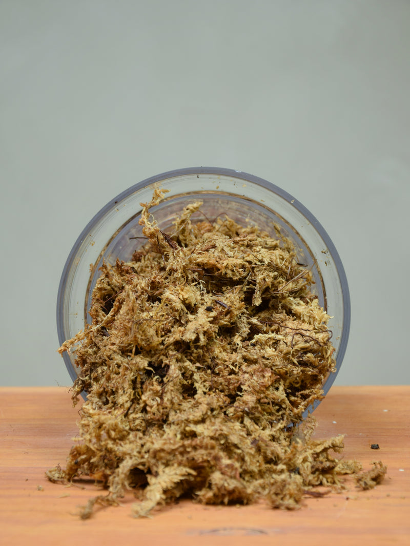 Sphagnum Moss 2L