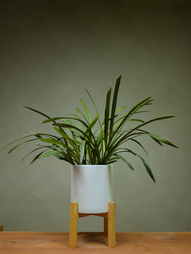 Not Fussy Cymbidium Pot Plant (Not in Flower)
