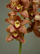 Orpen 'Lynne'