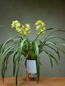 Sarah's Lime 'Pure Gold'