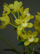 Sarah's Lime 'Pure Gold'