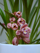 Raeesa 'power puff' x duckitt bicentennial (rich pink)
