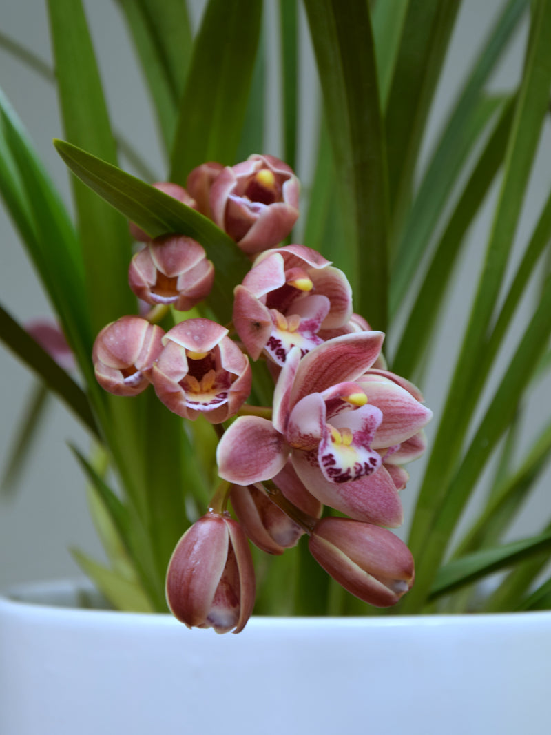 Raeesa 'power puff' x duckitt bicentennial (rich pink)