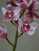 Red Beauty 'Mieke'