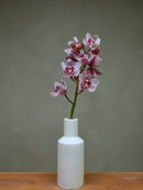 Red Beauty 'Mieke'