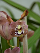 Rowena 'MCILRAE'