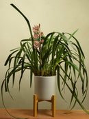 Rowena 'MCILRAE'