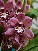 Rowena 'MCILRAE' "Pinky"