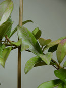 Hoya Carnosa 'Royal Hawaiian'