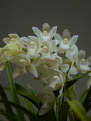 Sarah Jean 'Ice Cascade'