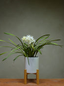 Sarah Jean 'Ice Cascade'