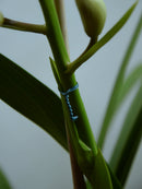 Twist Tie